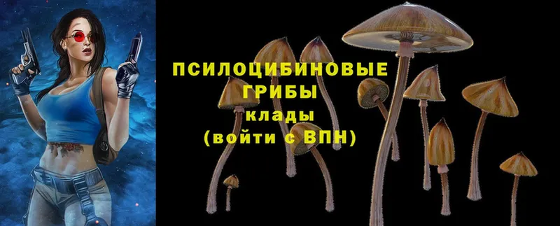 дарк нет Telegram  хочу   Горячий Ключ  Галлюциногенные грибы Magic Shrooms 